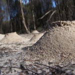 Sand mounds created by ants in the bush in Goomalling, Western Australia