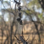 Spiders in their web, Goomalling Western Australia