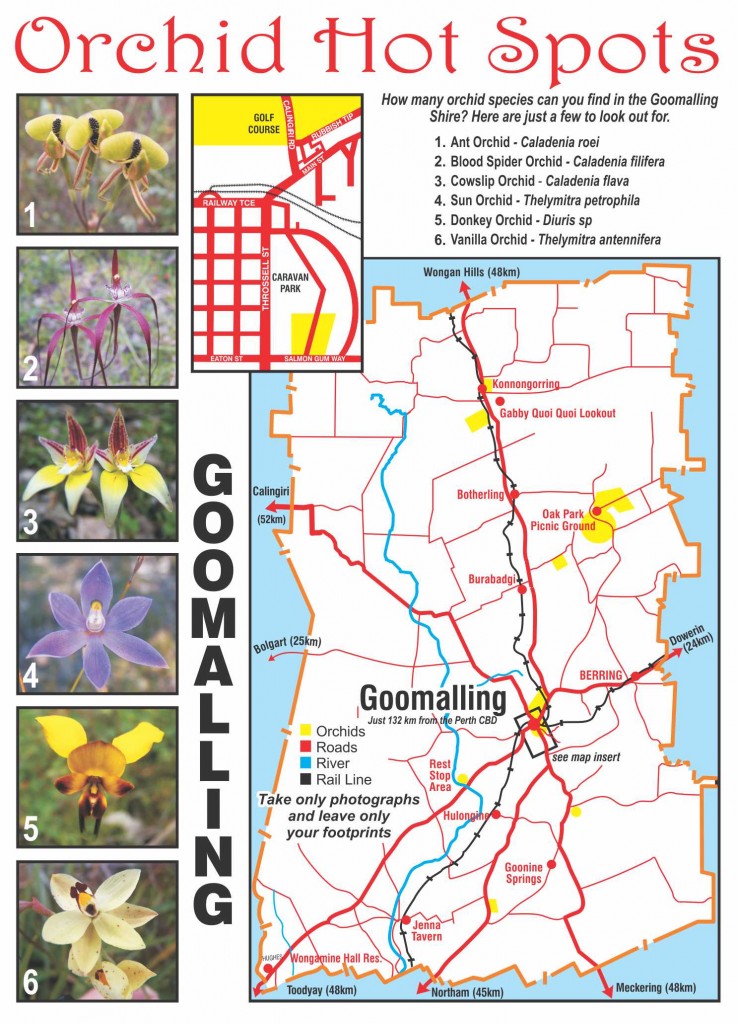 Orchid hotspot guide: a map of where to find beautiful native orchids in Goomalling, Western Australia, and pictures of some orchids to look for